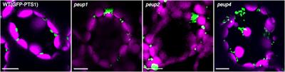 Image-Based Analysis Revealing the Molecular Mechanism of Peroxisome Dynamics in Plants